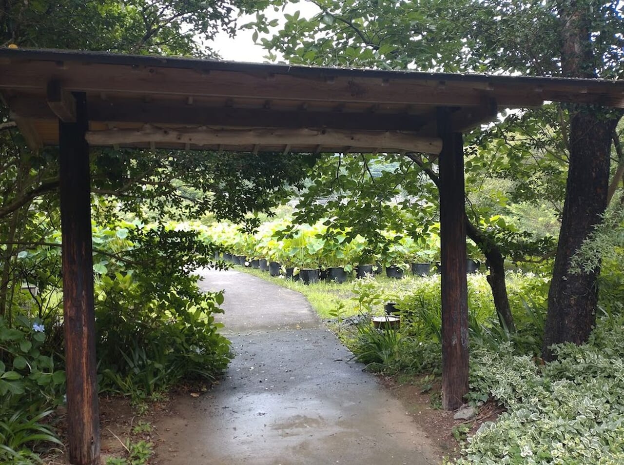 掛川市倉真真砂館ハスの花見頃