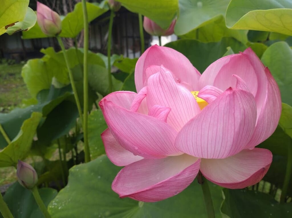 掛川市倉真真砂館ハスの花見頃
