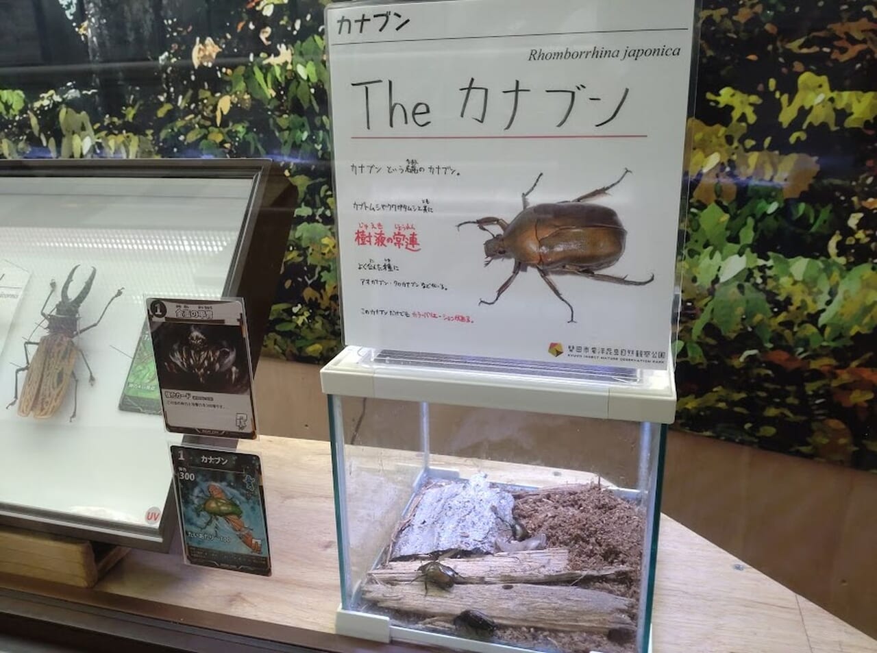 世界のカブト・クワガタ展」ミニ展示虫と蟲神器