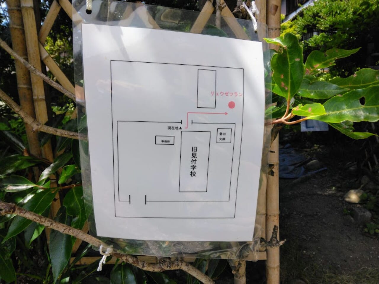 磐田市見付龍舌蘭開花見付学校隣