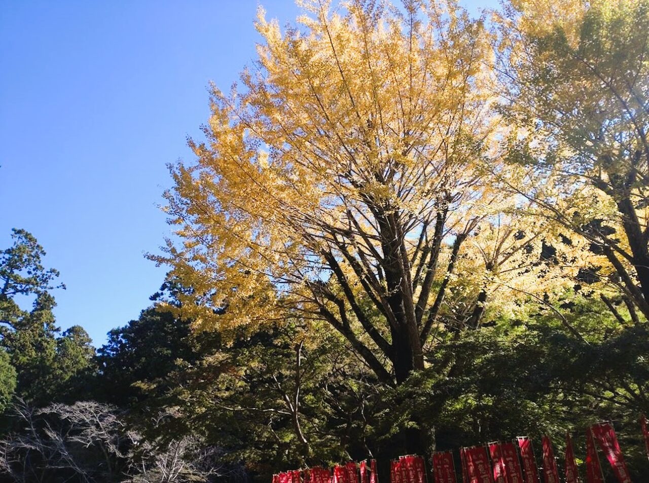 法多山イチョウ秋