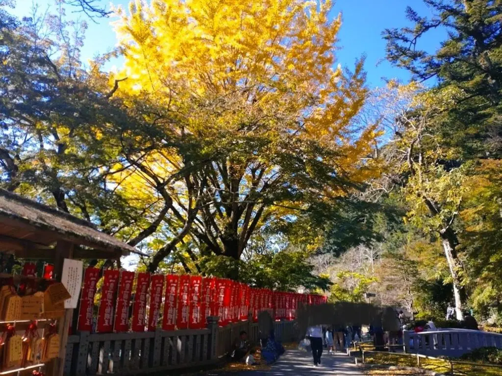 法多山イチョウ秋