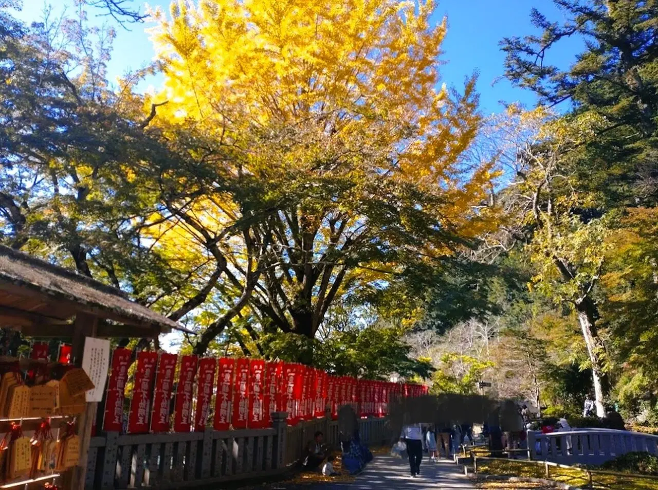 法多山イチョウ秋