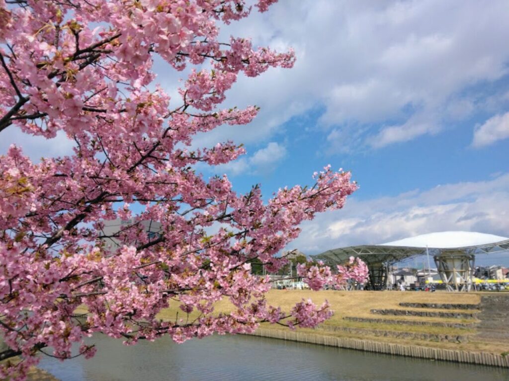 磐田市今之浦河津桜