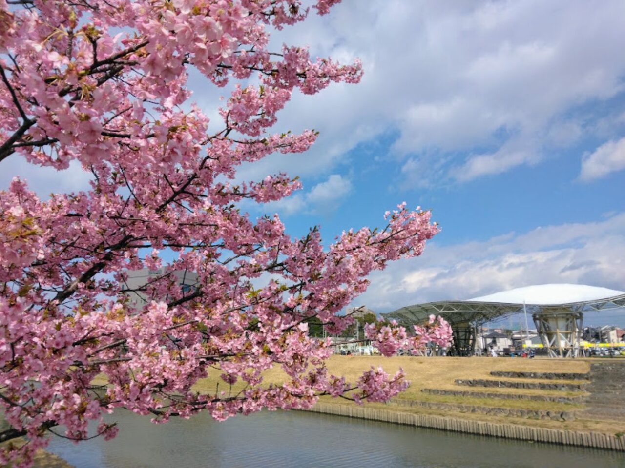 磐田市今之浦河津桜