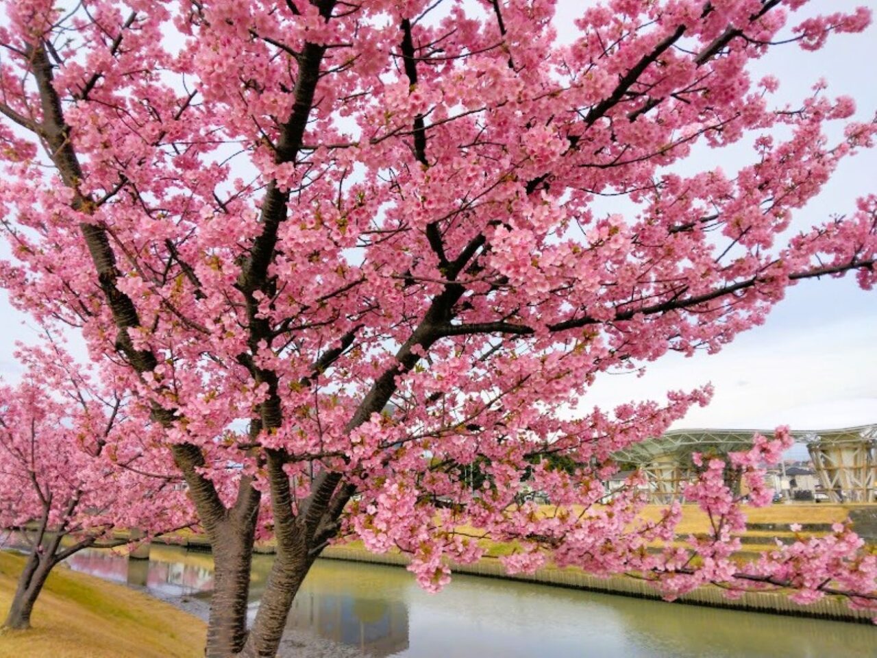 磐田市今之浦河津桜