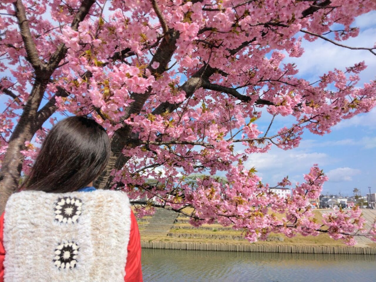 磐田市今之浦河津桜