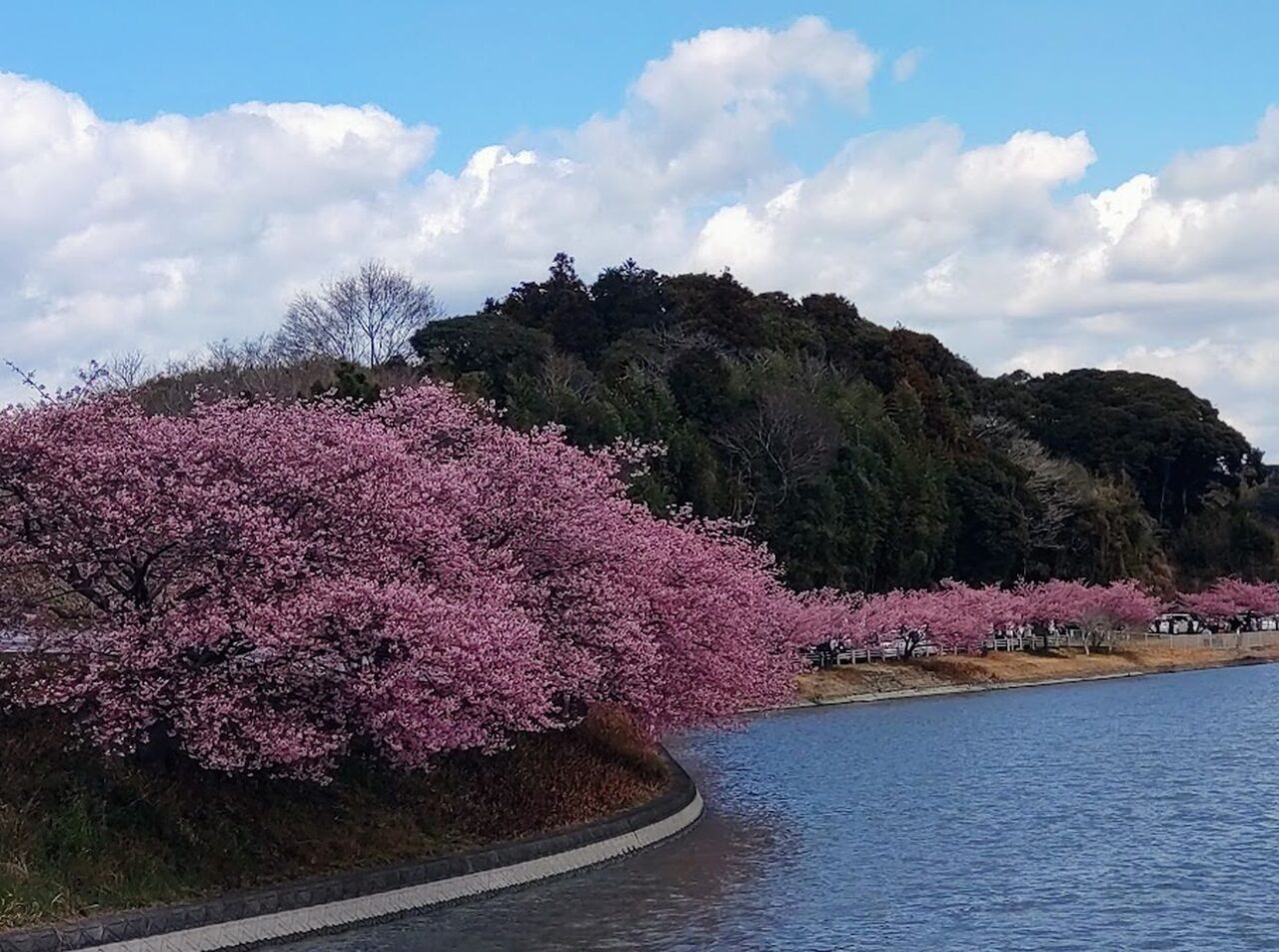 掛川市中田ヶ池河津桜