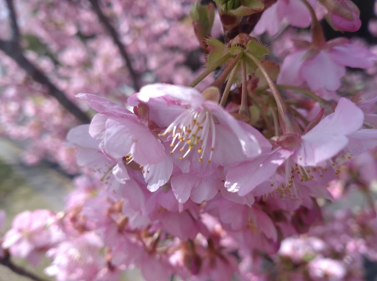 掛川市中田ヶ池河津桜