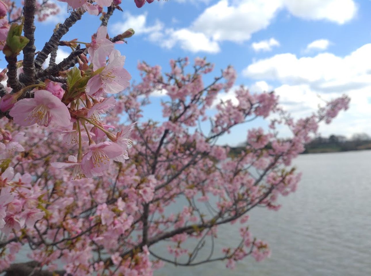 掛川市中田ヶ池河津桜