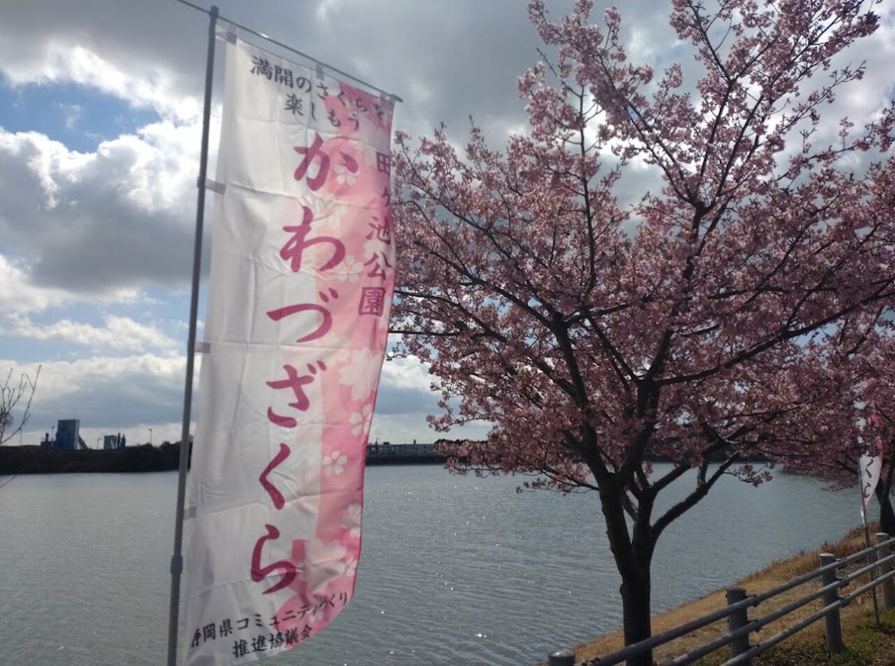 掛川市中田ヶ池河津桜
