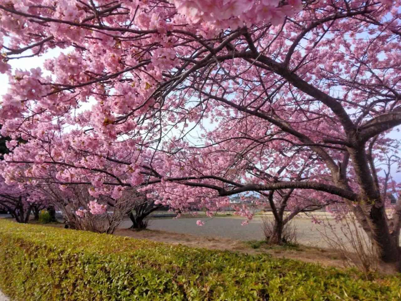 うさぎやま公園磐田市鎌田兎山公園桜