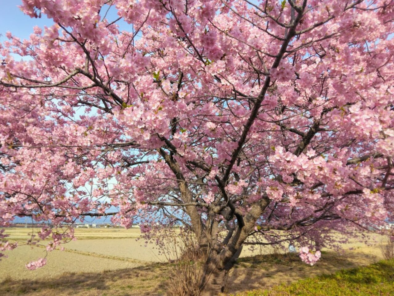 うさぎやま公園磐田市鎌田兎山公園桜