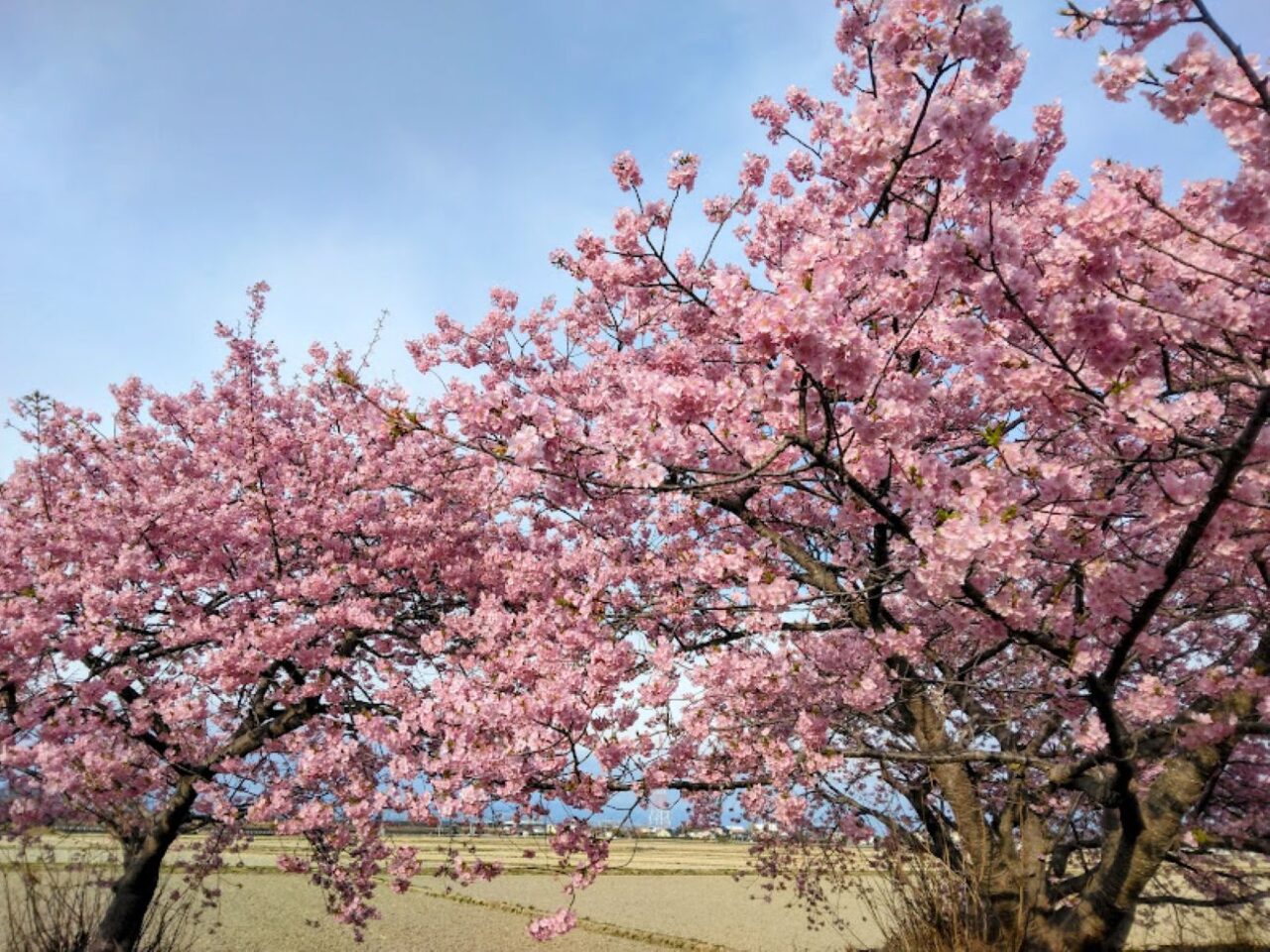 うさぎやま公園磐田市鎌田兎山公園桜