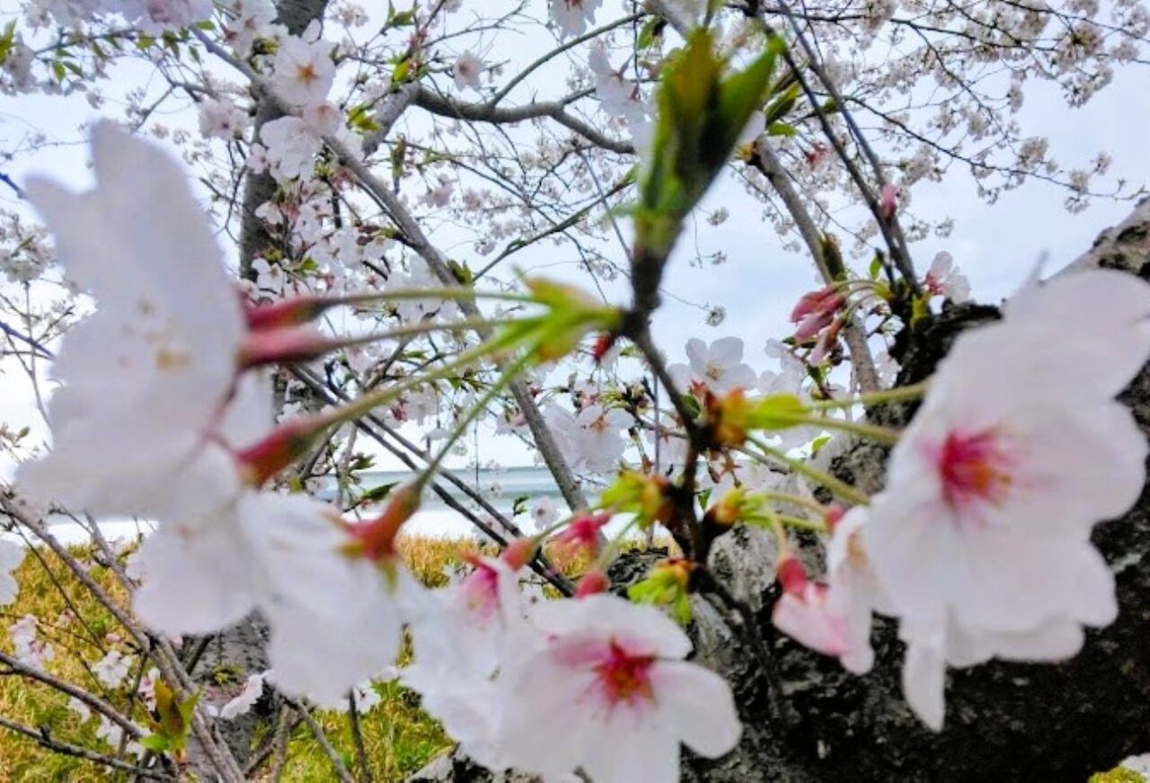 花茣蓙（はなござ）公園袋井市国本