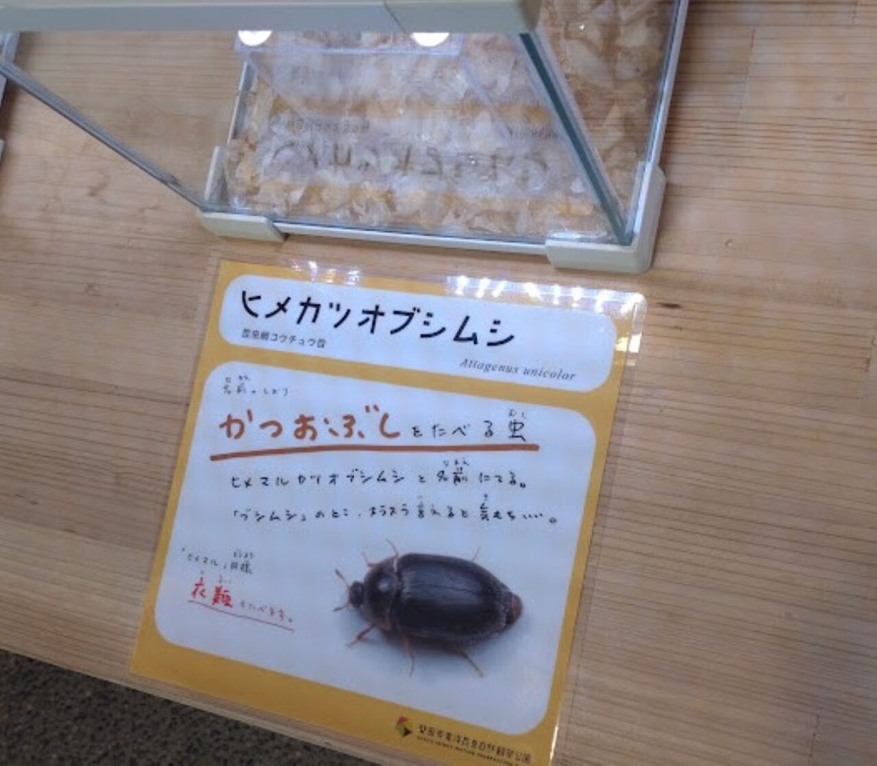 磐田市家の中虫展磐田市竜洋昆虫自然観察公園