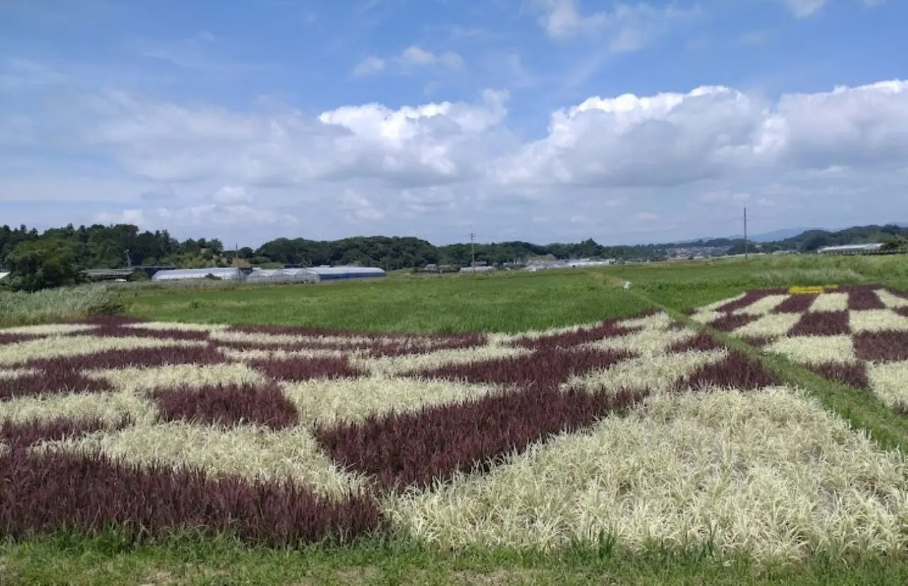 菊川市田んぼアートトリックアート 富士山と駿河湾