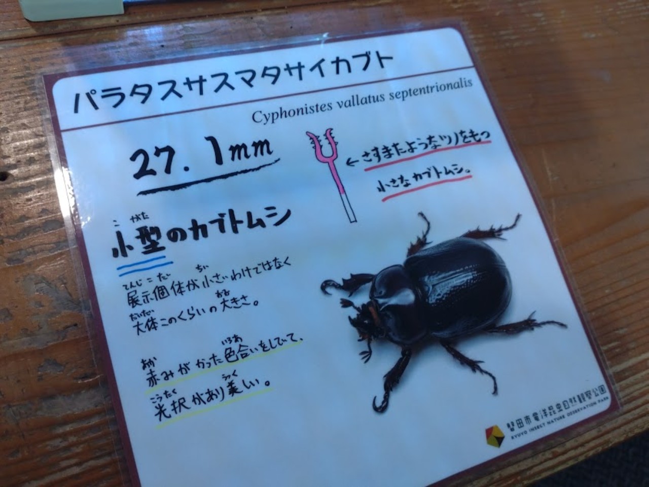 磐田市竜洋昆虫自然観察公園