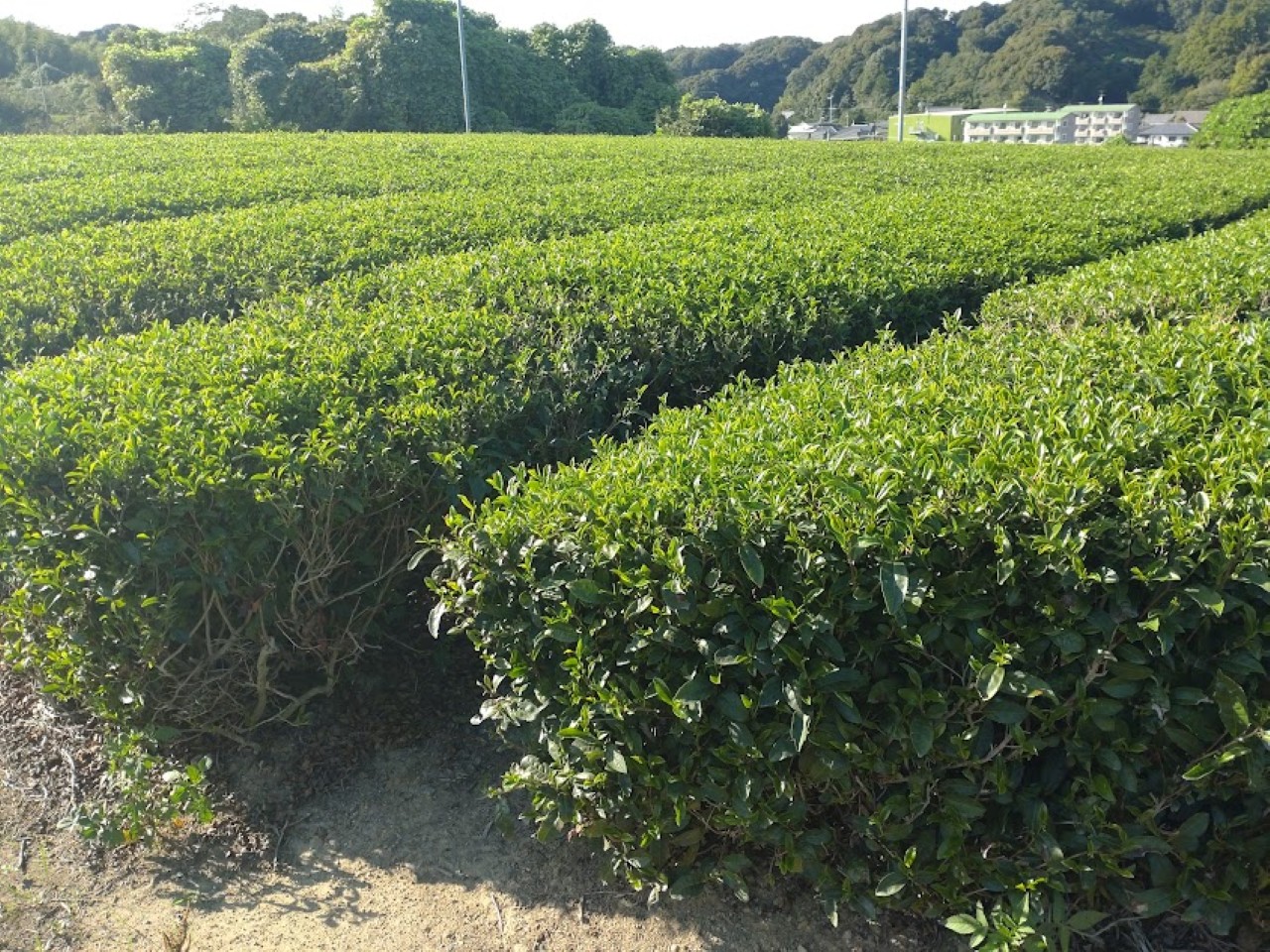 茶畑greentea