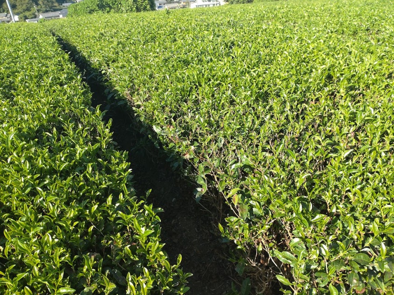 茶畑greentea