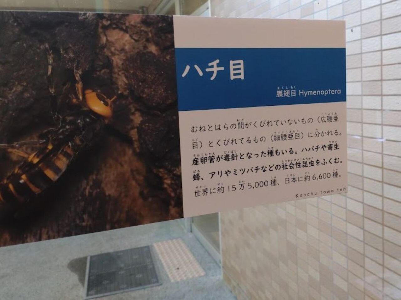 磐田市竜洋昆虫自然観察公園