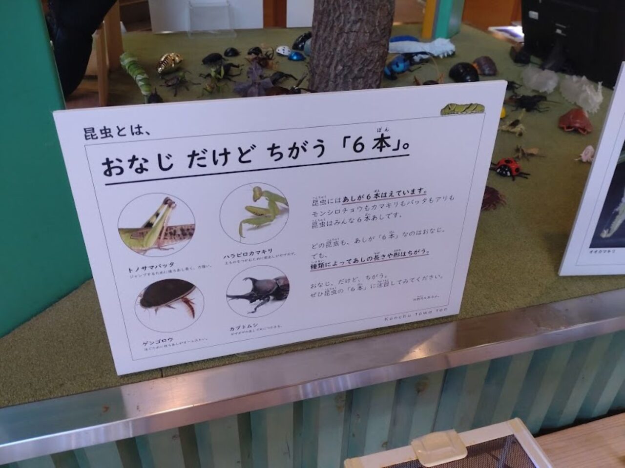 磐田市竜洋昆虫自然観察公園