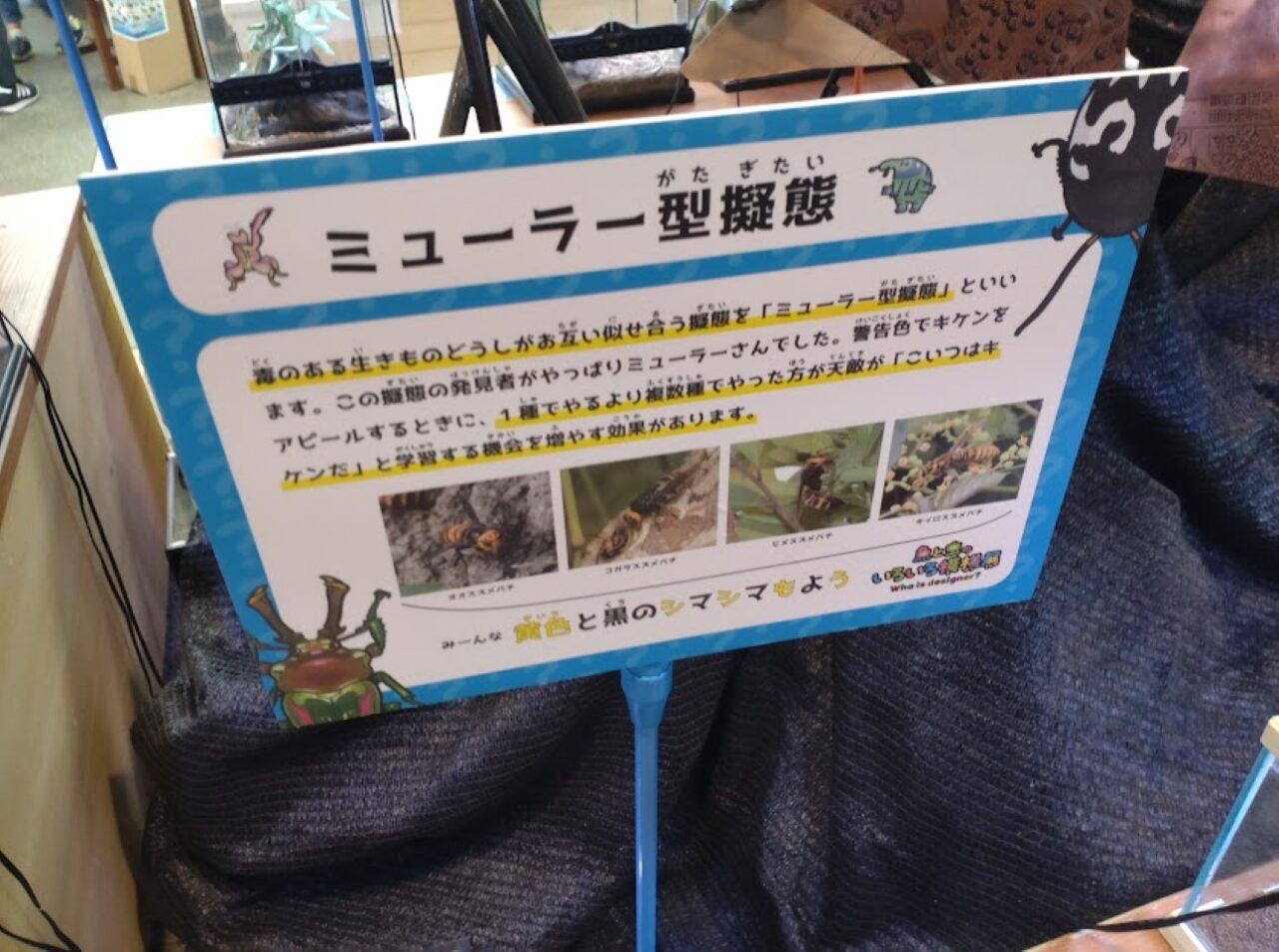 磐田市竜洋昆虫自然観察公園浜松市の水族館とのコラボイベント魚と虫のいろいろ模様展