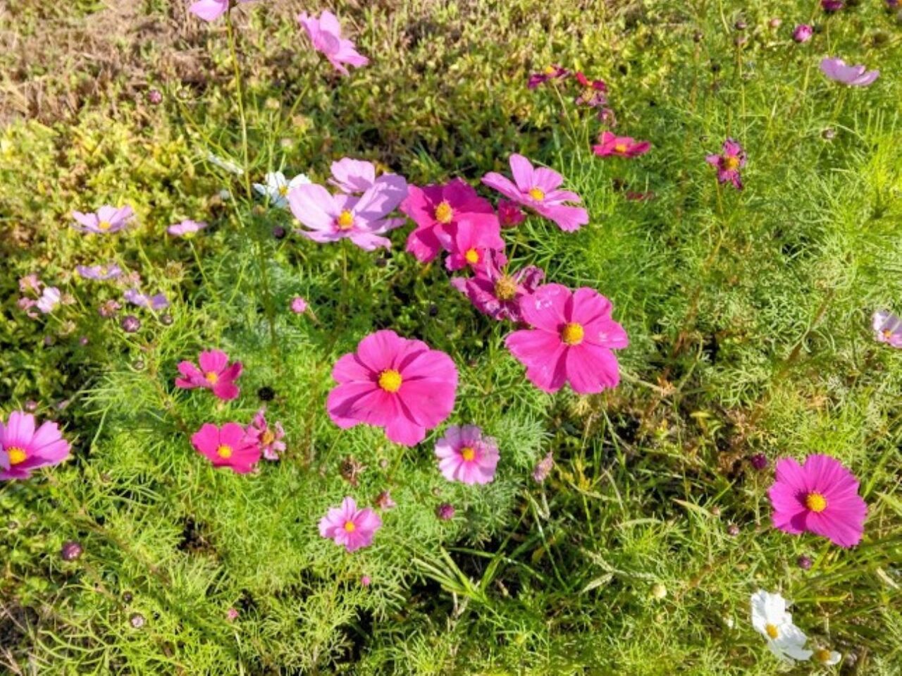 袋井市ふくろいあちこちコスモスロードコスモス畑袋井市木原・土橋の市道木原土橋線