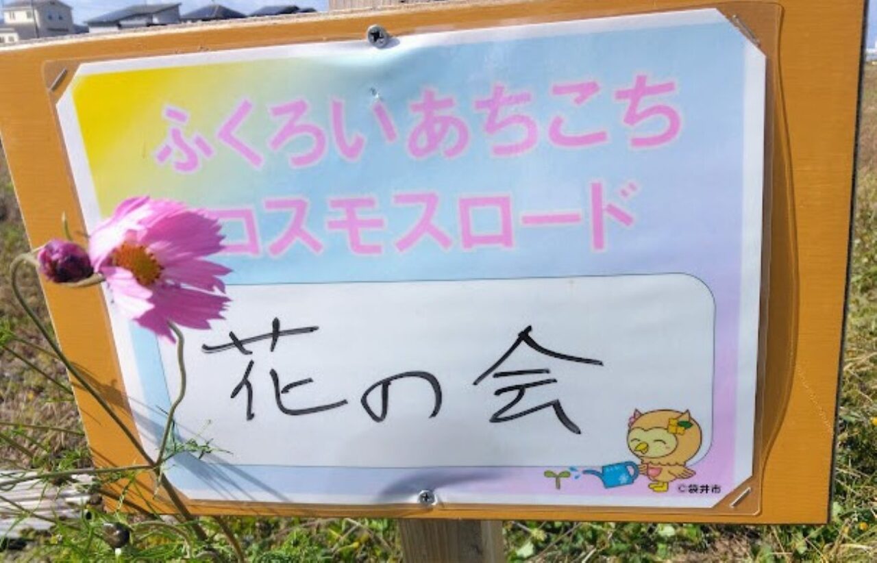 袋井市ふくろいあちこちコスモスロードコスモス畑袋井市木原・土橋の市道木原土橋線