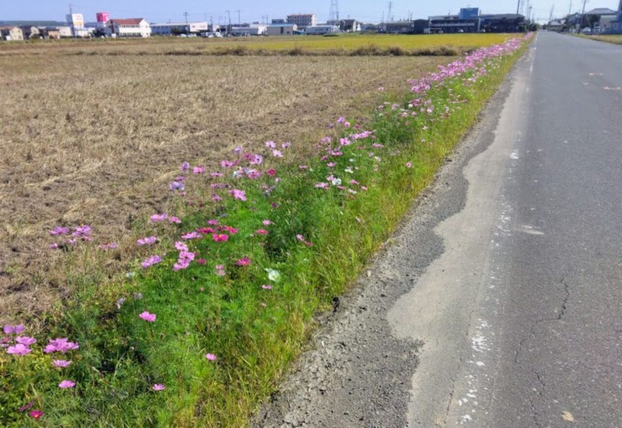 袋井市ふくろいあちこちコスモスロードコスモス畑袋井市木原・土橋の市道木原土橋線