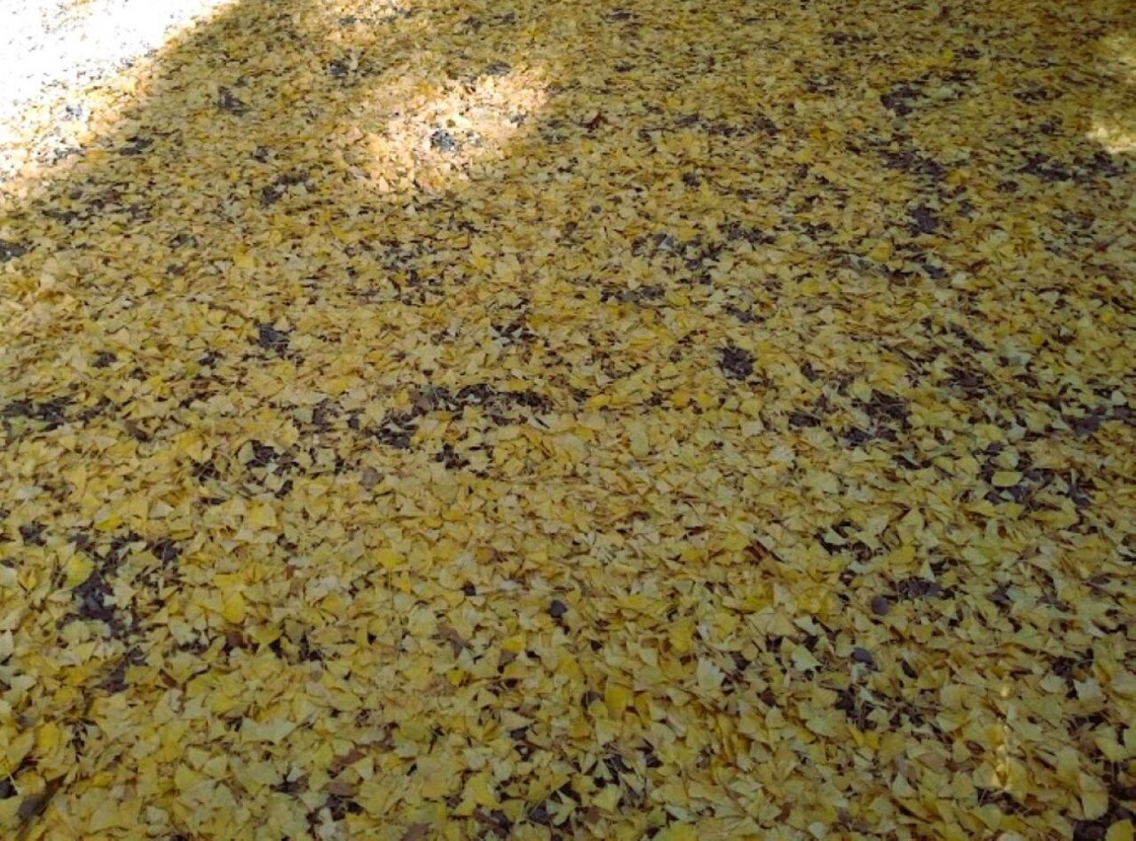 事任八幡宮掛川市紅葉