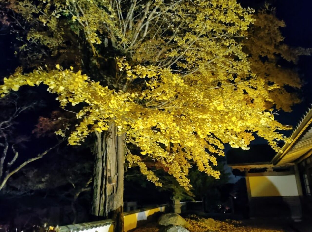 袋井市豊沢法多山ライトアップもみじまつり