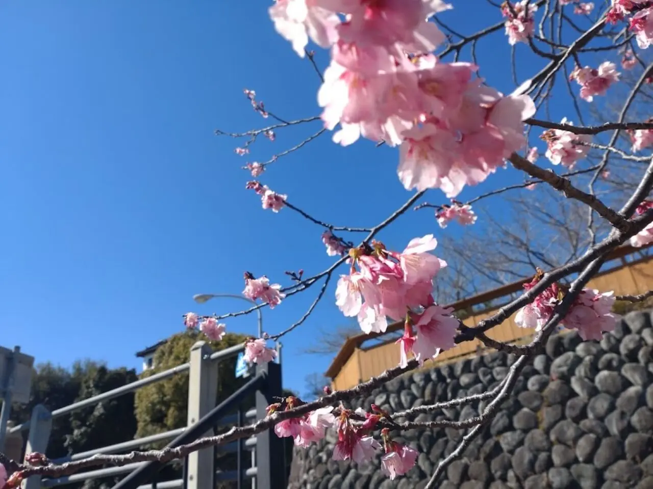 掛川城桜sakuraサクラ