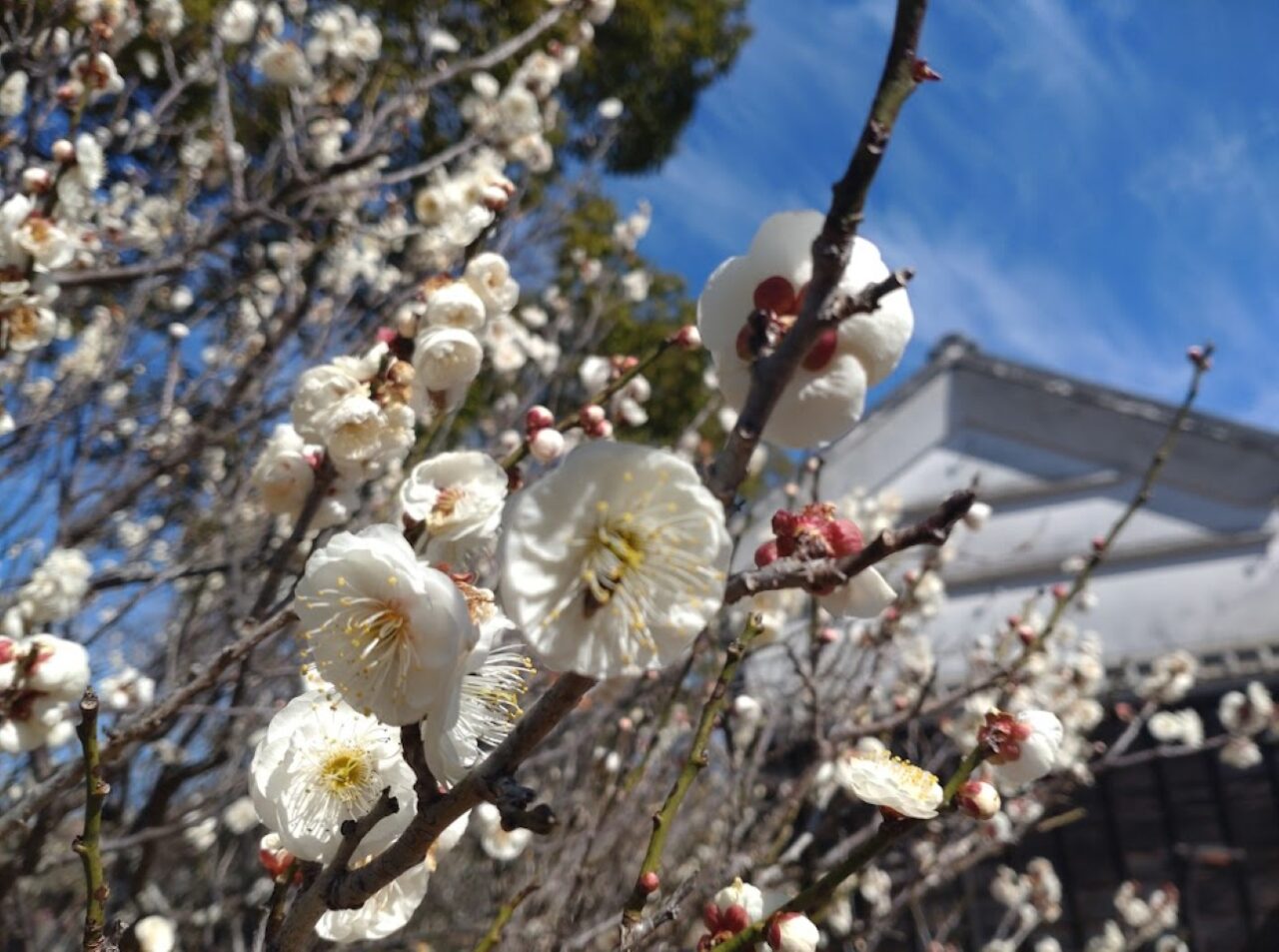 菊川市下平川黒田家代官屋敷梅まつり
