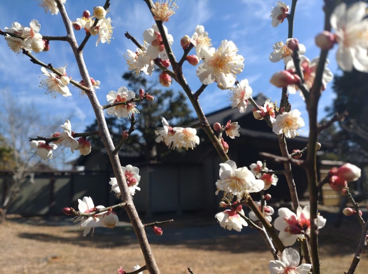菊川市下平川黒田家代官屋敷梅まつり