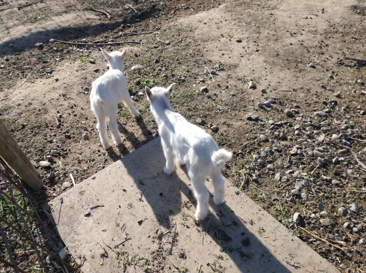 掛川市ぬくもりの郷めえめえ牧場やぎの赤ちゃん