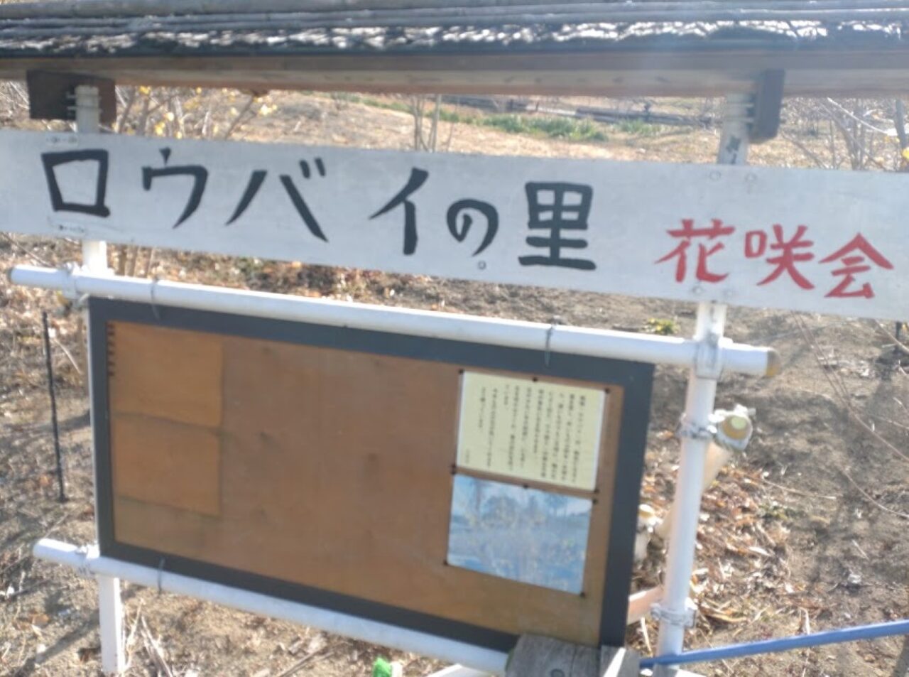 ロウバイの里黄色い花掛川市初馬春の花