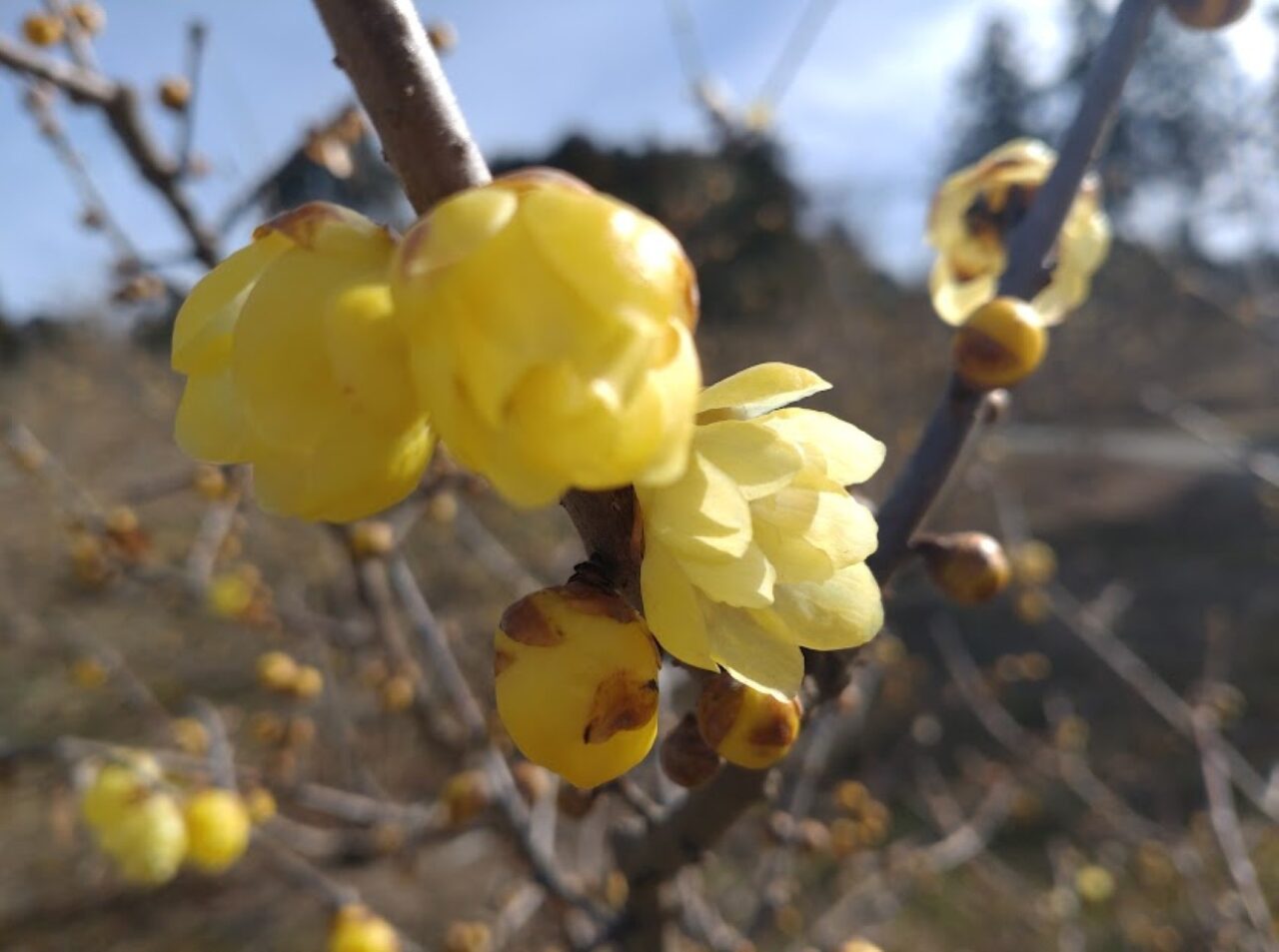 ロウバイの里黄色い花掛川市初馬春の花