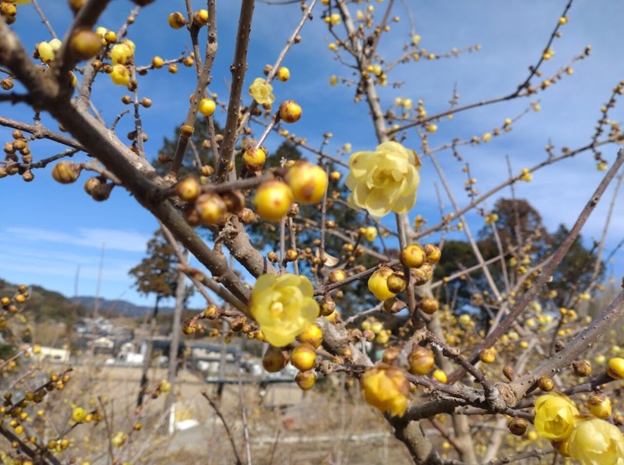 ロウバイの里黄色い花掛川市初馬春の花