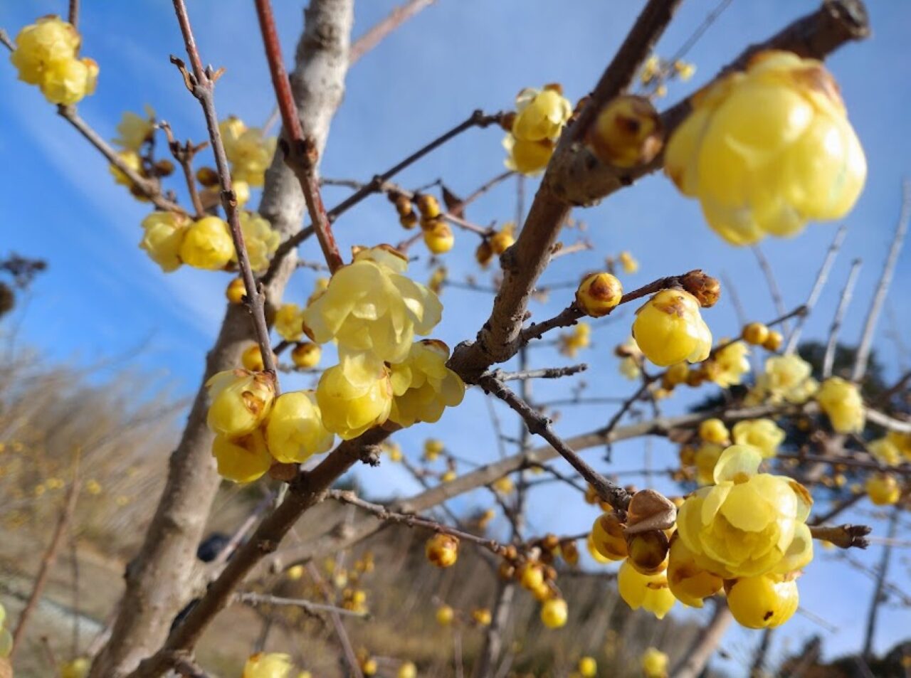 ロウバイの里黄色い花掛川市初馬春の花