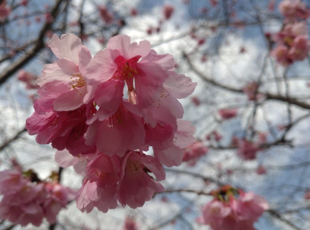 掛川桜春掛川市