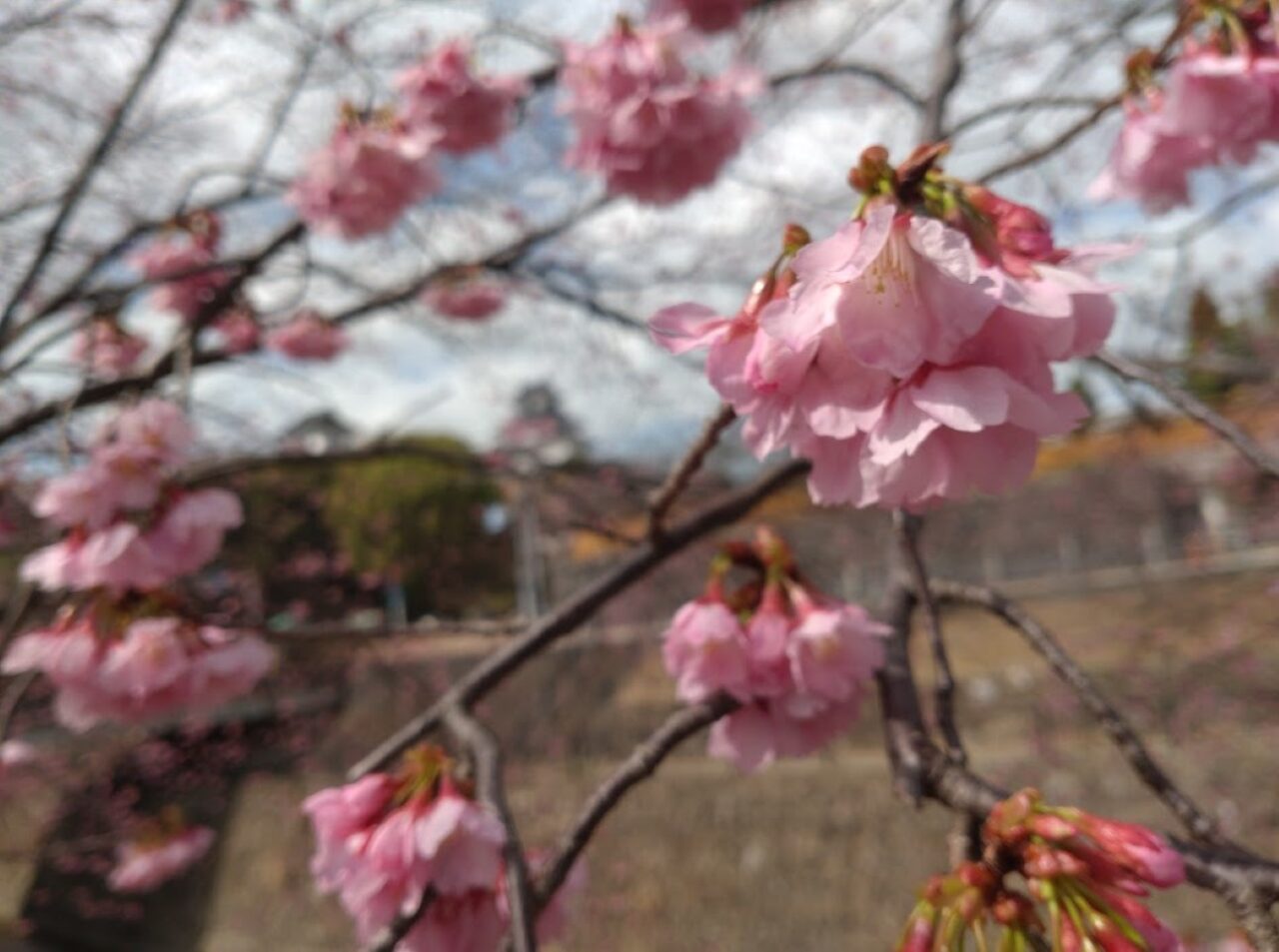 掛川桜春掛川市