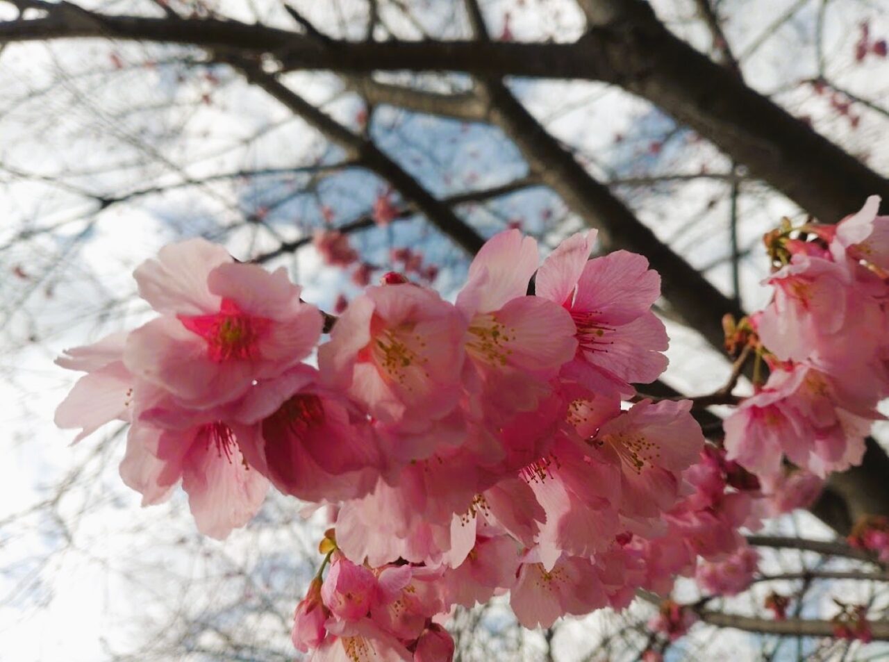 掛川桜春掛川市