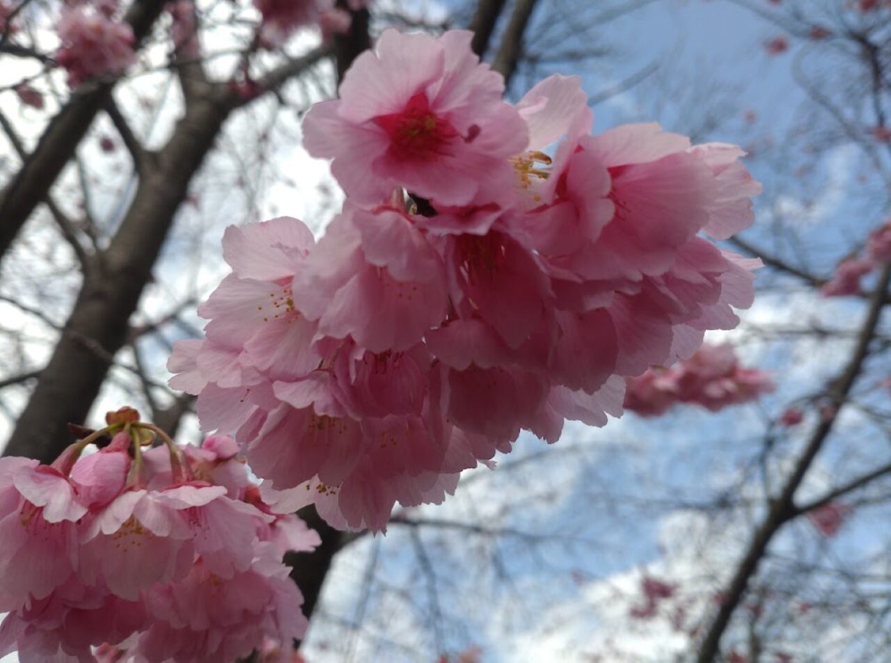 掛川桜春掛川市