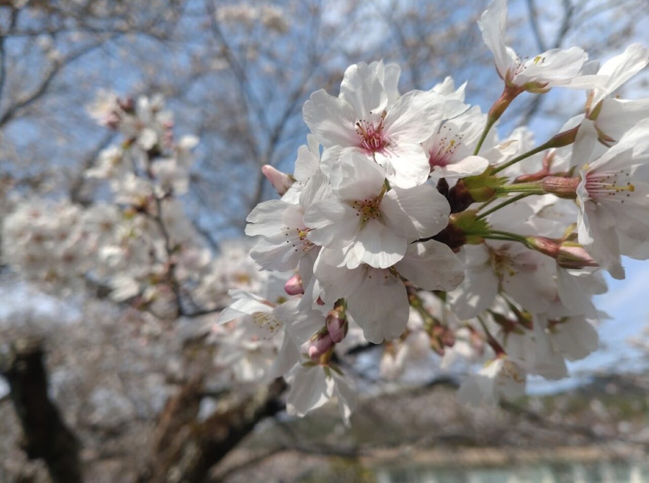 掛川市立原泉小学校の跡地さくら咲く学校桜さくら掛川市
