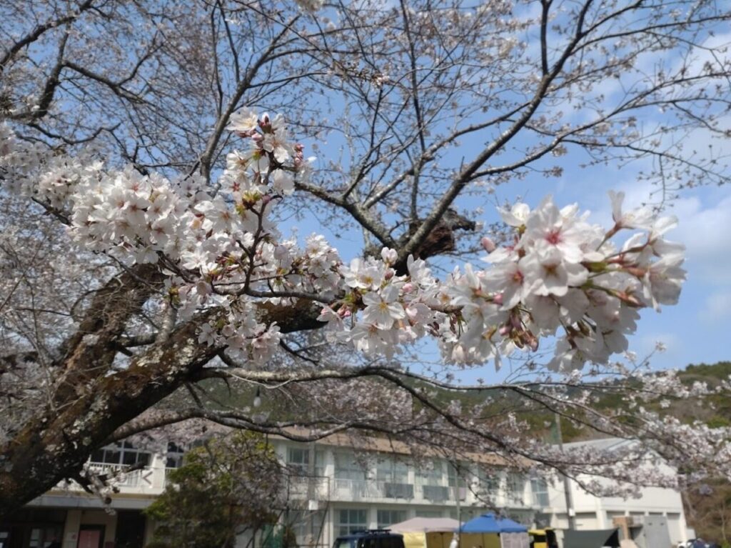 掛川市立原泉小学校の跡地さくら咲く学校桜さくら掛川市