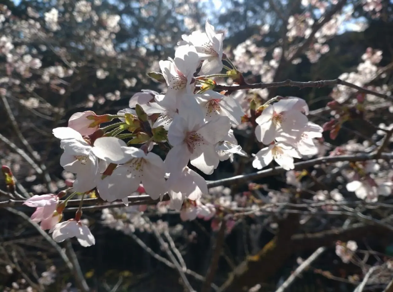 袋井市豊沢法多山御朱印ご朱印桜限定御朱印カラフル