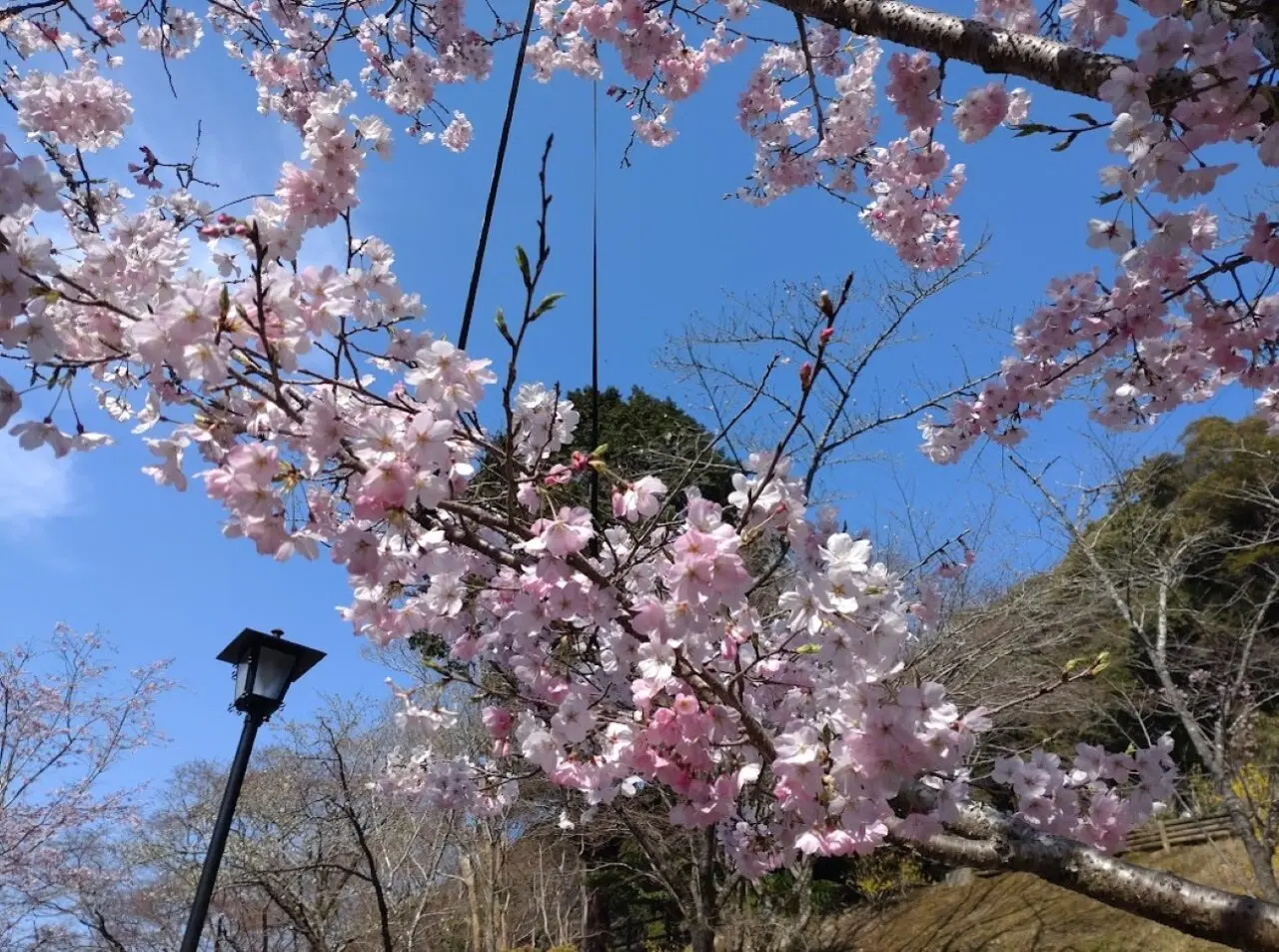 袋井市豊沢法多山御朱印ご朱印桜限定御朱印カラフル