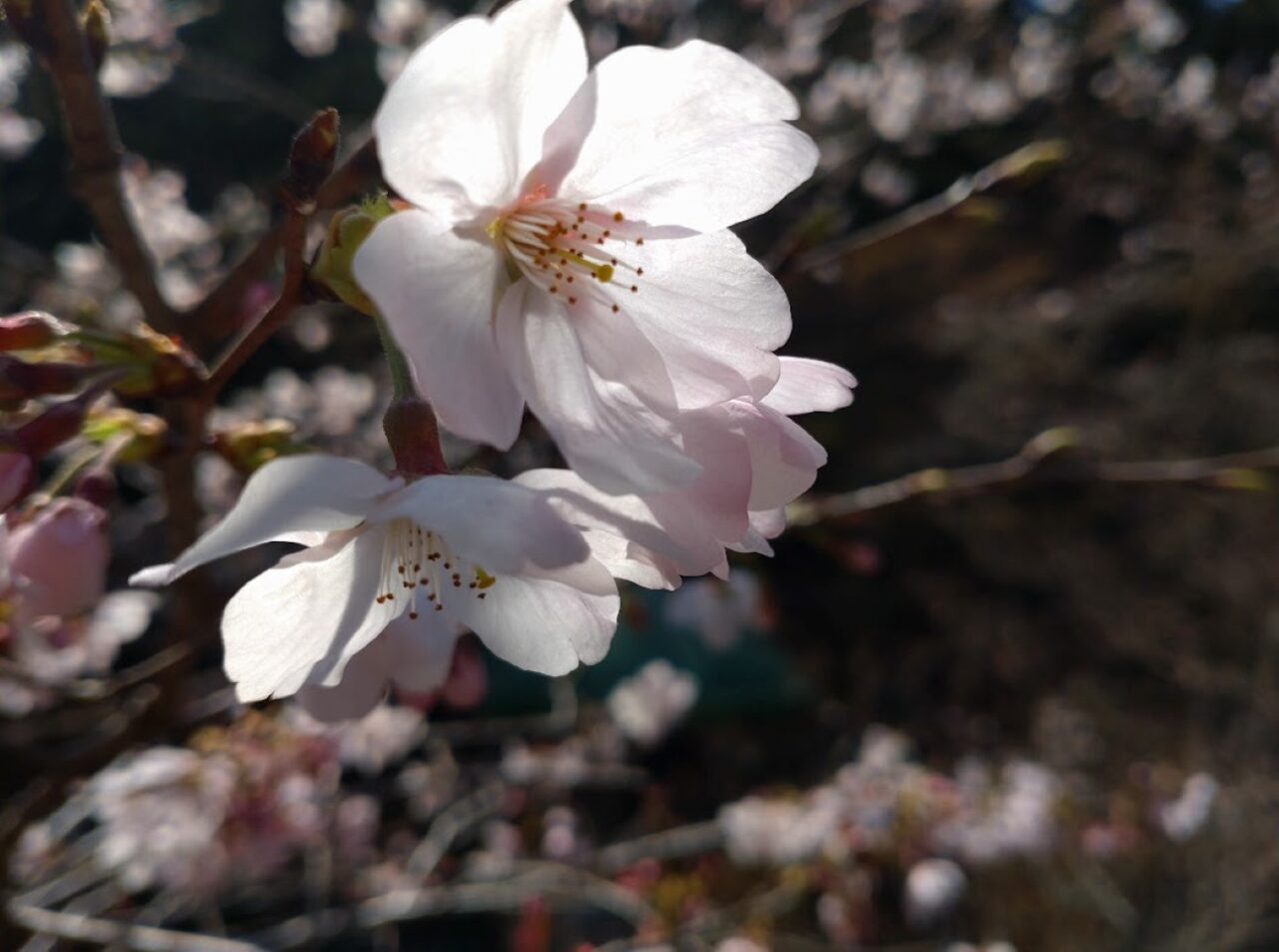 袋井市豊沢法多山さくらだんご桜だんご限定団子