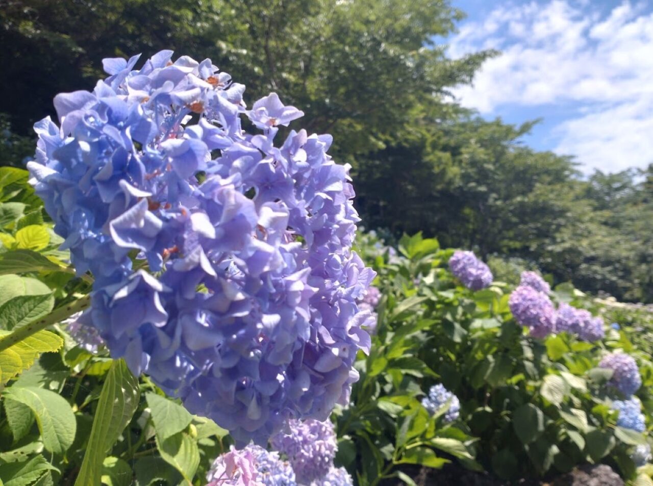 袋井市豊沢紫陽花法多山アジサイあじさいまつり